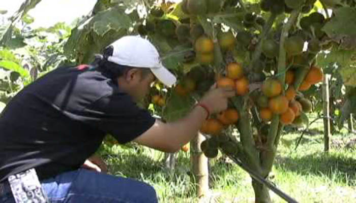 Cultivo de Naranjilla