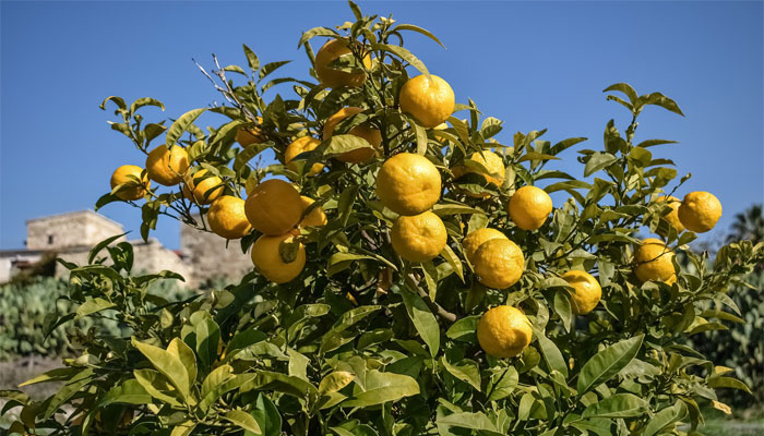 Citrus aurantium