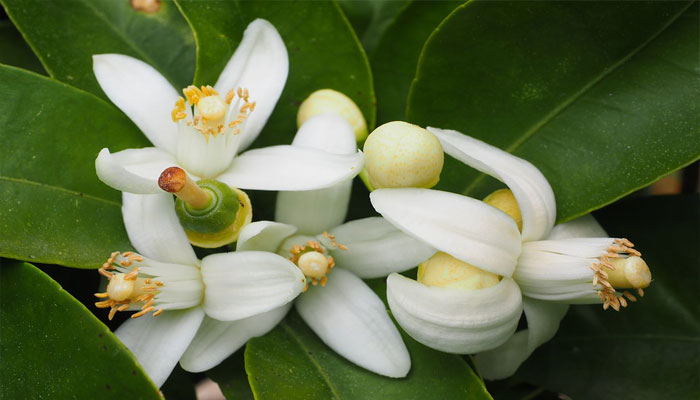 Flor del árbol de naranjo amargo