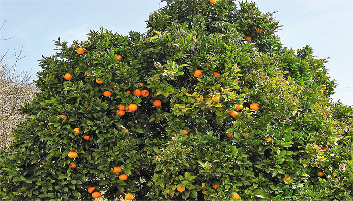 Naranjo dulce (Citrus sinensis) 