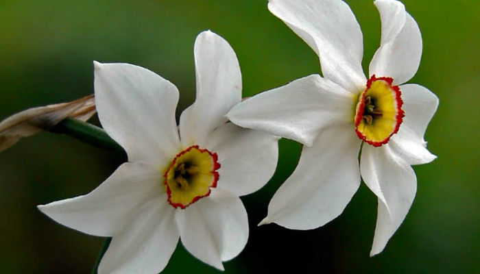 Narciso Poético. Origen, Descripción,
Cultivo, Cuidados, Propiedades