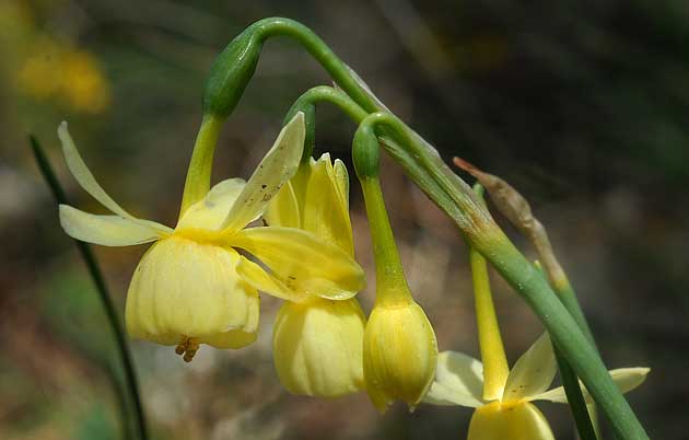 Narcissus triandrus