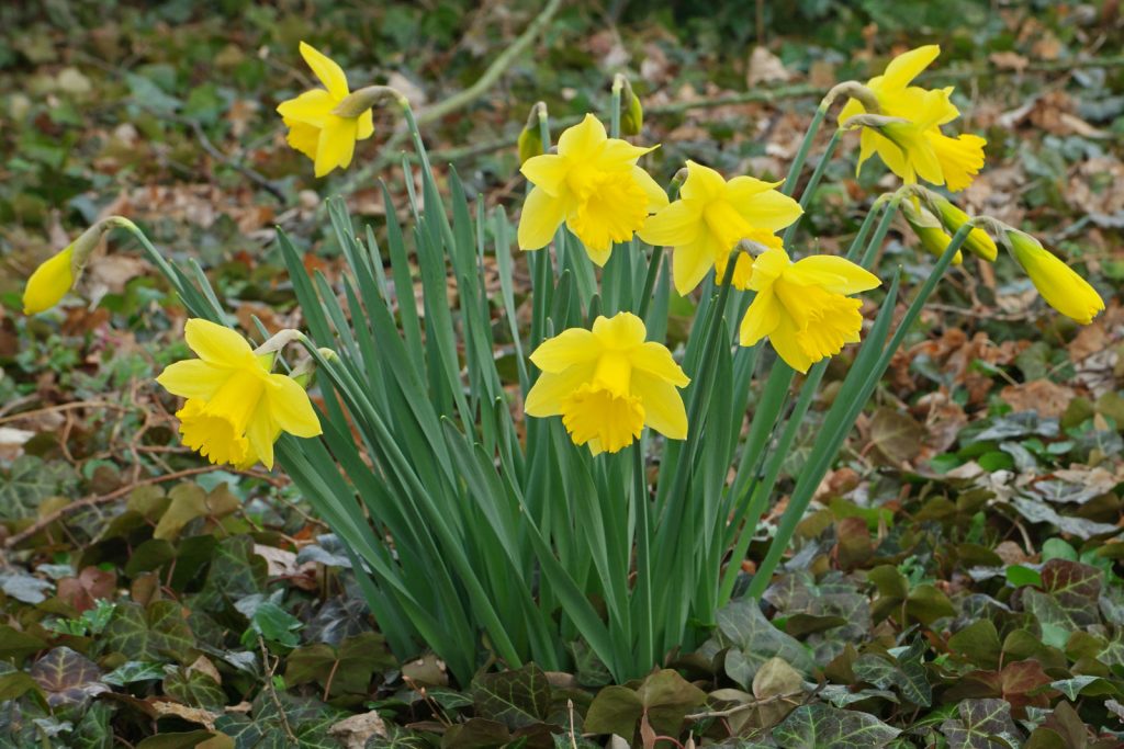 Narcissus pseudonarcissus