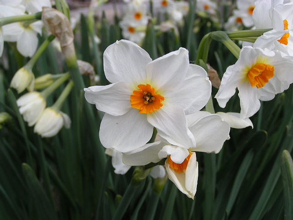 Narcissus tazetta