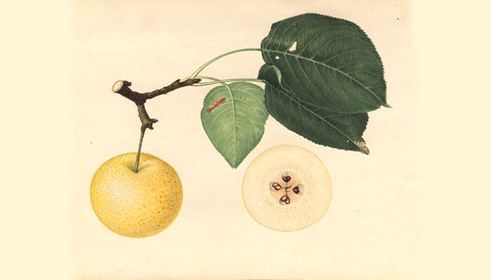 Pera china (Pyrus pyrifolia)