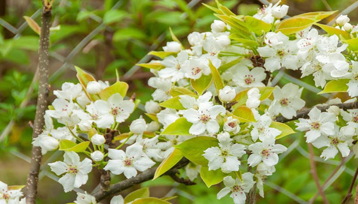 Flores de Pyrus Pyrifolia