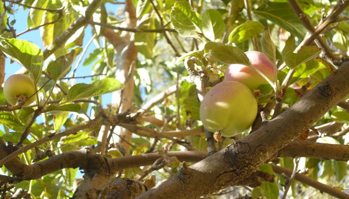 origen del nectarino