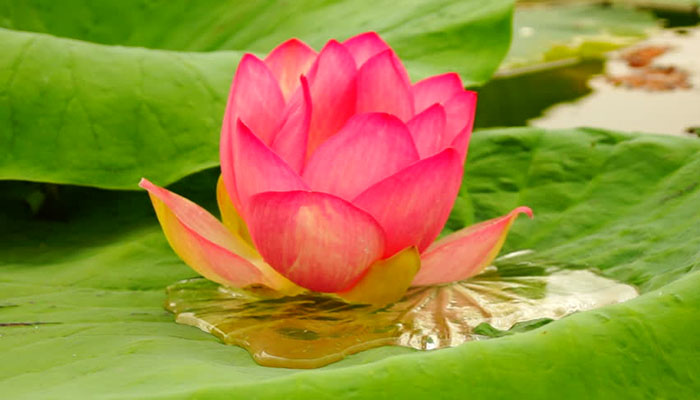 Flor de loto (Nelumbo Nucifera)