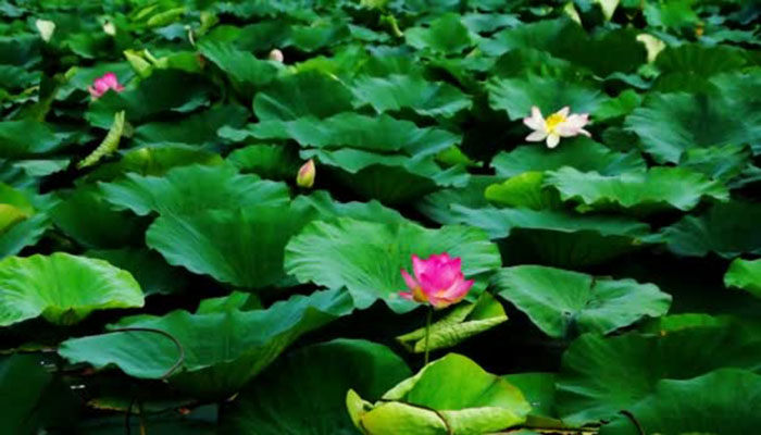 Hojas de Flor de loto