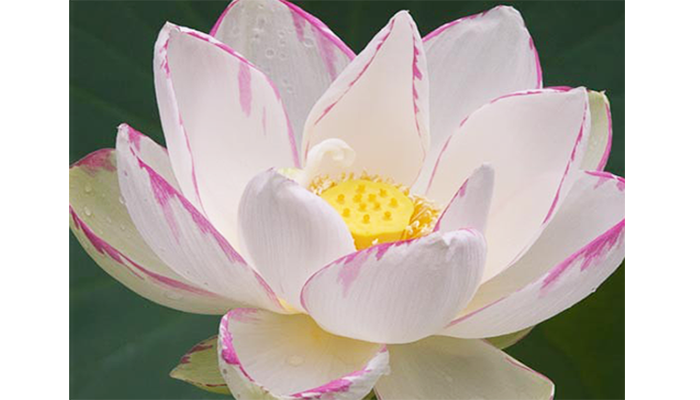 Nelumbo Nucifera