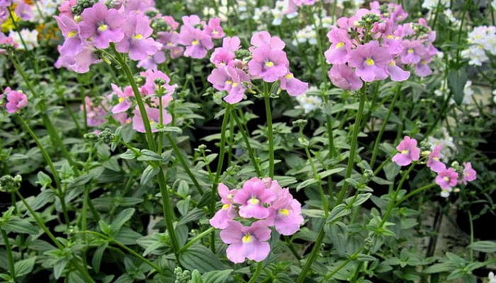 Cuidados de la nemesia .