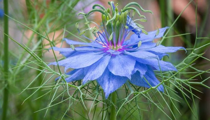 nigella