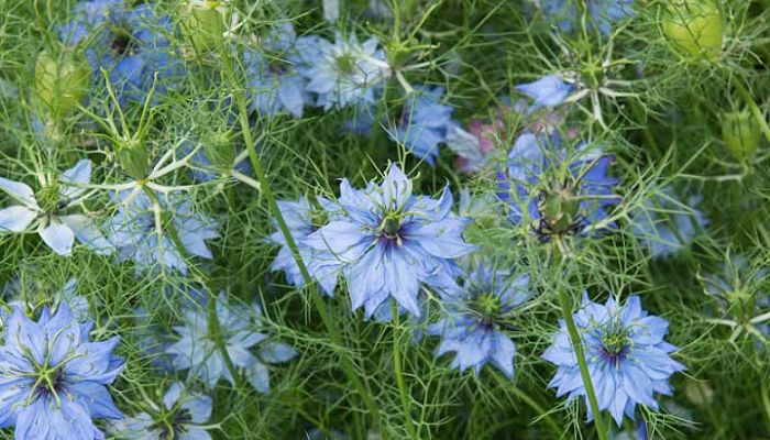 nigella