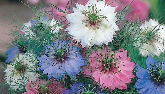 nigella