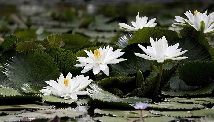 origen de la ninfa blanca