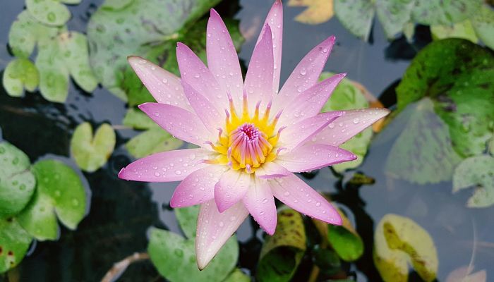 variedades de ninfa blanca