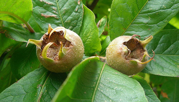 Mespilus germanica