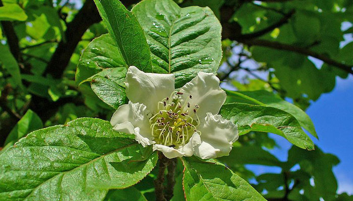 Flor de Nisperero