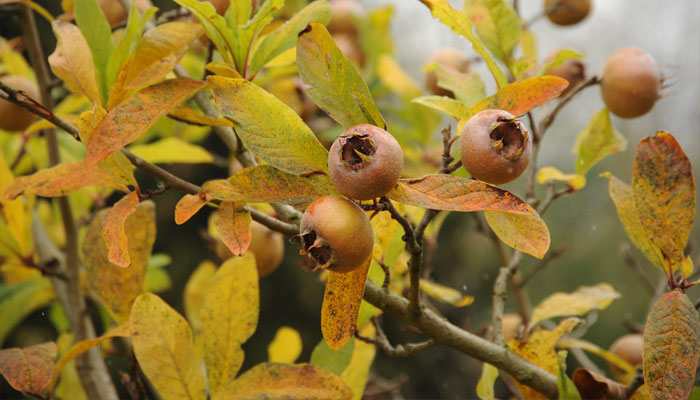 Mespilus canescens