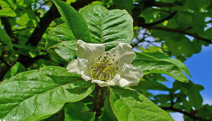 Flor de Mespilus germanica