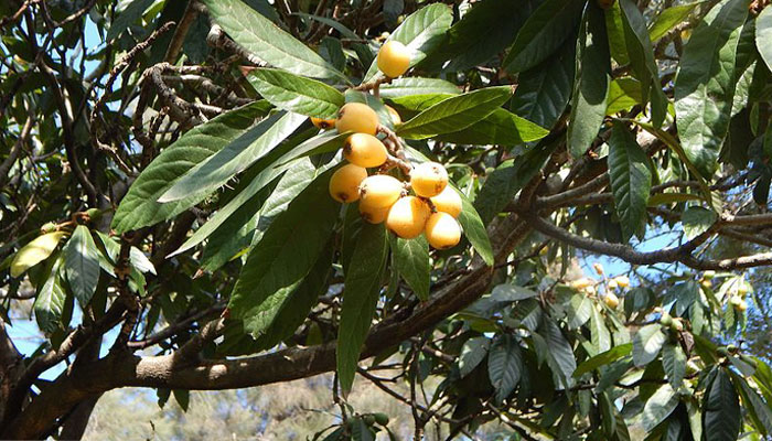 Níspero De Japón. Origen, Descripción,
Variedades, Cultivo, Cuidados Y Usos