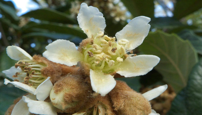 Flores de Níspero