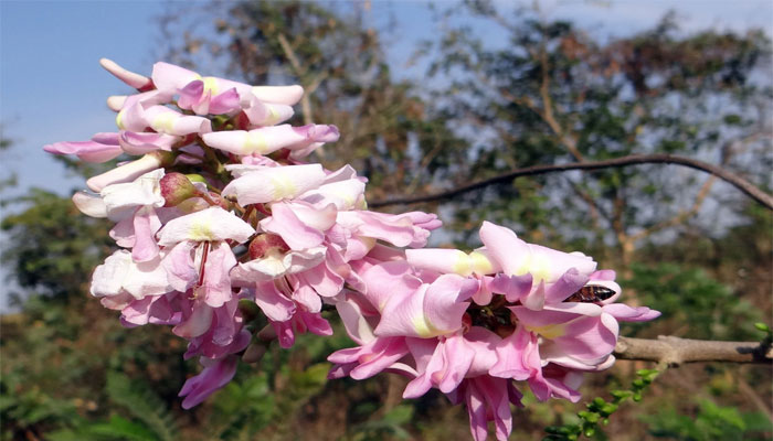 Nitrógeno para plantas