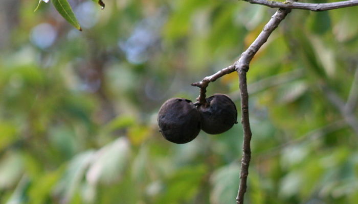 Nogal Negro. Origen, Descripción,
Cultivo, Cuidados, Propiedades.