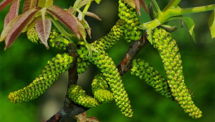 Inflorescencia