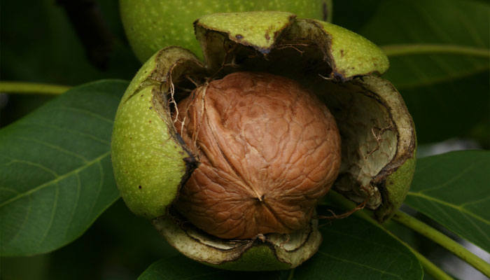 Juglans regia