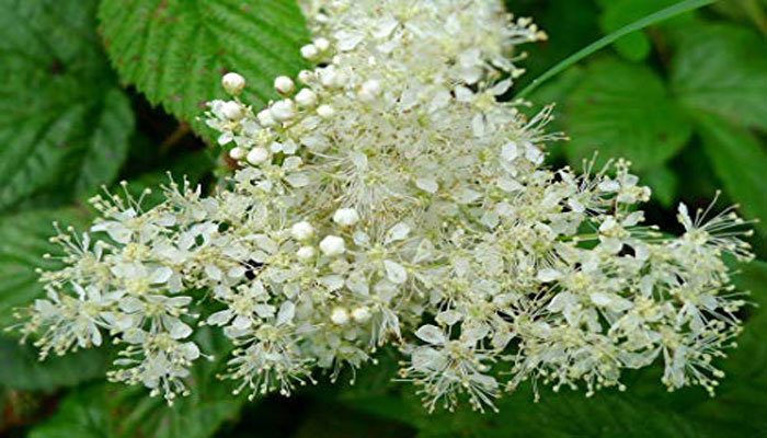 Las flores son blancas, cremosas y fragantes