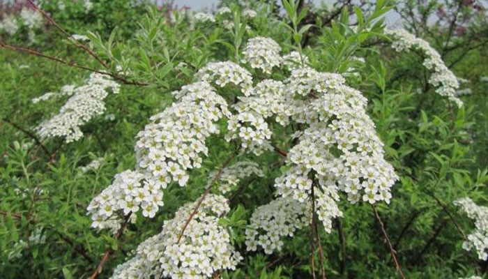 El Norotil es una planta medicinal