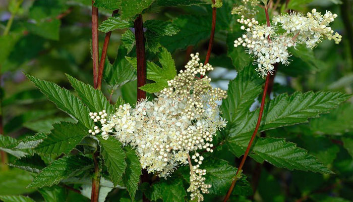 Norotil(Filapendula ulmaria)