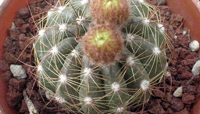 Notocactus