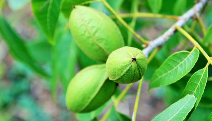 Nuez americana (Carya illinoensis) 