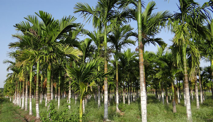 Areca catechu (Nuez de areca)