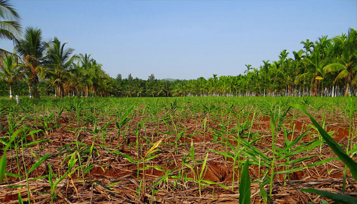 Campo de cultivo de la nuez