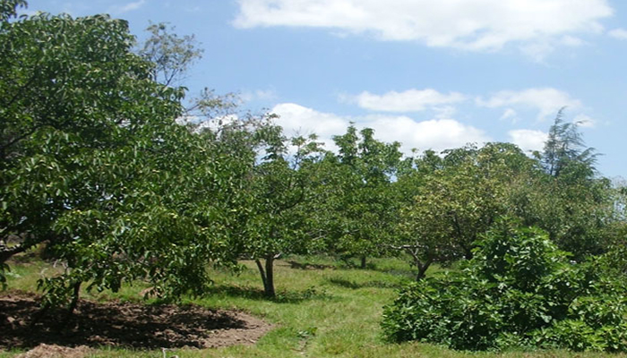 Cultivo de arboles de la nuez de castilla