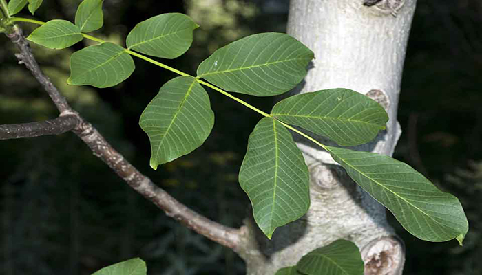 Hojas de Juglans regia