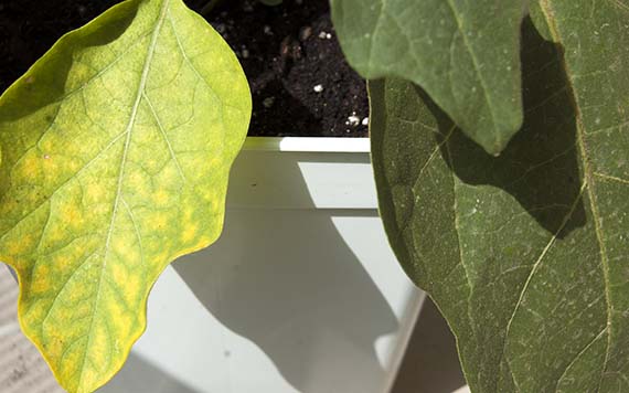 hoja de berenjena con amarilleamiento