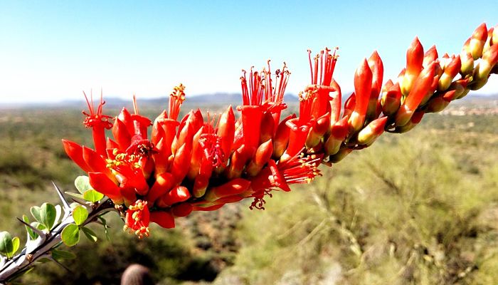 Ocotillo