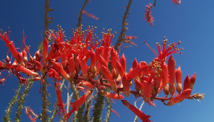 Ocotillo