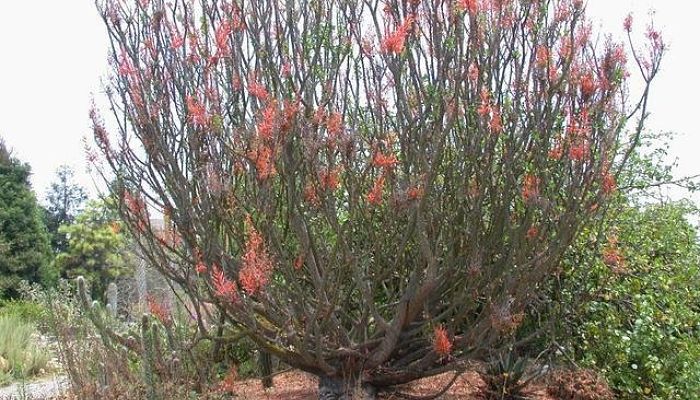 Planta de ocotillo