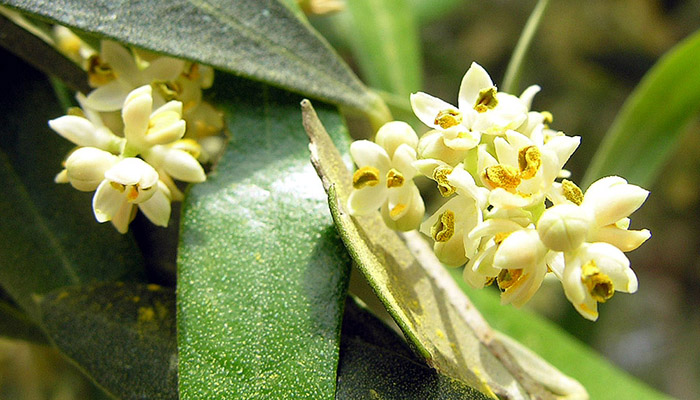 Flores de Olea europaea