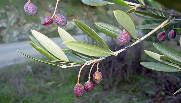 Hojas de la olivera