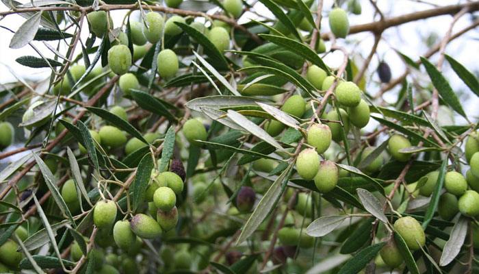 Follaje y frutos