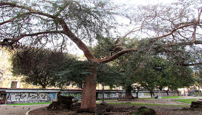 Ulmus parvifolia