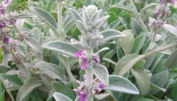 Flores de Orejas de conejo (Stachys bizantina)