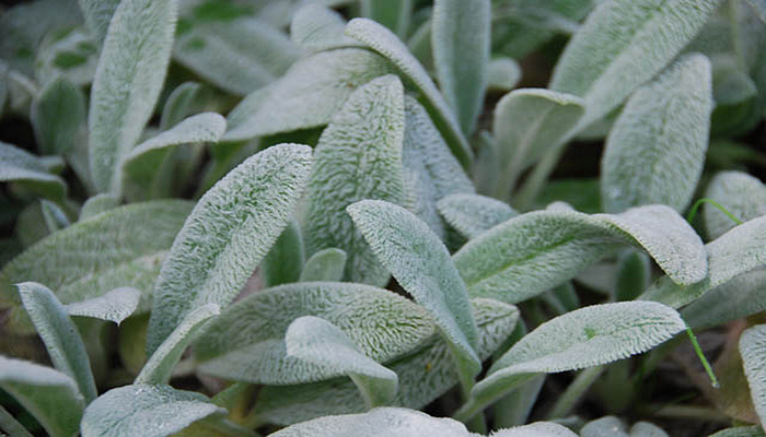 Hojas de Stachys bizantina