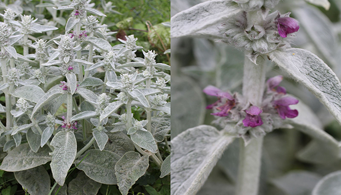 Orejas de conejo Stachys byzantina